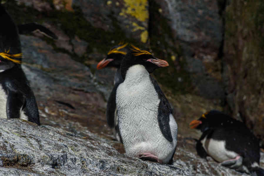 Pingüino Macaroni - islas Georgias del Sur 26.jpg